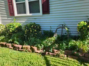 Bush Trimming by Jay M for Alexei M. in Norfolk, VA
