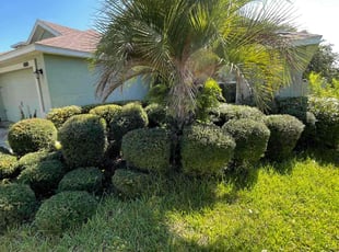 Bush Trimming by Henry Mack for Melanie E. in Green Cove Springs, FL