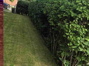 Bush Trimming by Israel Vazquez for Massimo R. in Chicago, IL