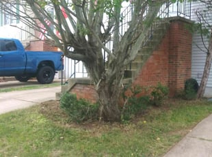 Bush Trimming by David Michaelangelo for Donna C. in Centreville, VA