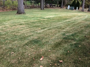 Leaf Removal by Donald Prentiss for Matt L. in New Albany, OH