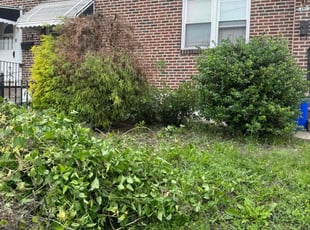 Bush Trimming by Norberto Soto for Nakeea K. in Philadelphia, PA
