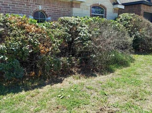Bush Trimming by Chris Reist for Peter L. in Fort Worth, TX