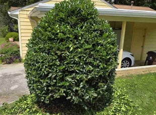 Bush Trimming by Zack Julian for Lynn S. in Oak Ridge, TN