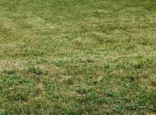Cleanups by Carl Driskill for dillon j. in Lawson, MO