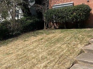 Bush Trimming by Ace Morris for Batool K. in Washington, DC