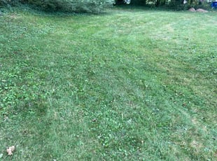 Daniel W.'s Yard Cutting service result