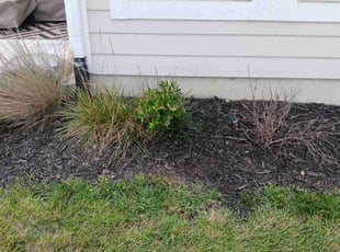 Weeding by Joshua Jordan for Tia B. in Indianapolis, IN