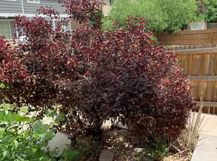 Bush Trimming by Brody Garth for Jarius T. in Aurora, CO
