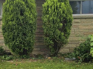 Bush Trimming by Robert Doedy for Dontreal T. in Milwaukee, WI