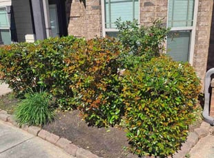 Bush Trimming by Jason Times for Tamika S. in Fayetteville, GA