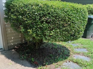 Bush Trimming by Terrill Williams for Natalie M. in Hampton, VA