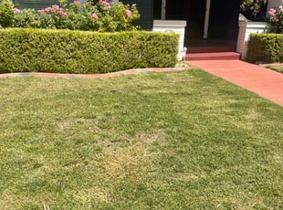 Bush Trimming by Juan Martinez for Tressa W. in Stockton, CA