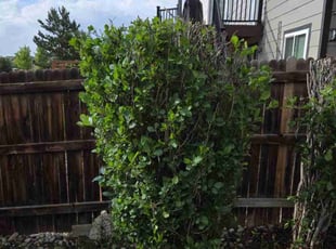 Bush Trimming by Chris Dufur for Yasmin S. in Aurora, CO