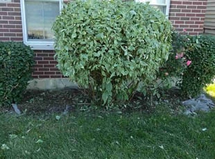 Bush Trimming by Vontae Green for Brittany H. in Chicago, IL