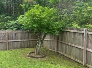Bush Trimming by Benjamin Lambert for Ira P. in Pelham, AL
