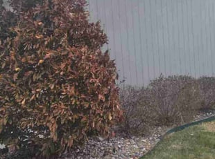 Bush Trimming by Julio Almestica for Bella B. in Lee's Summit, MO