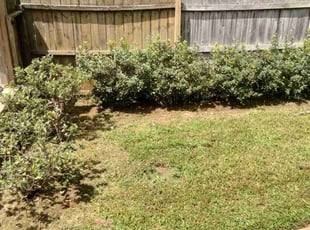 Weeding by Antavious Douglas for Alison W. in Atlanta, GA