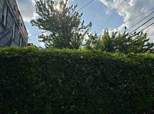 Bush Trimming by Artavius Clark for Dorothy S. in Washington, DC