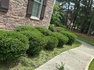 Bush Trimming by Joshua Coonradt for Leak F. in Cary, NC