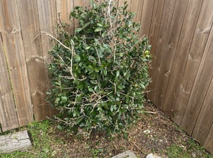 Bush Trimming by Gary Allen for Samuel A. in New Orleans, LA