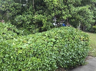 Bush Trimming by Andre Ruffin for S H. in Baltimore, MD