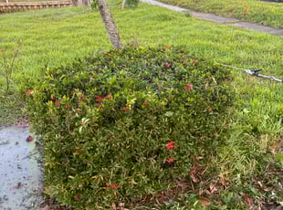Bush Trimming by Jacob Thompson for Michael L. in Clearwater, FL