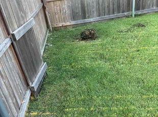 Bush Trimming by Cesar Zuniga for Rubab L. in Oklahoma City, OK