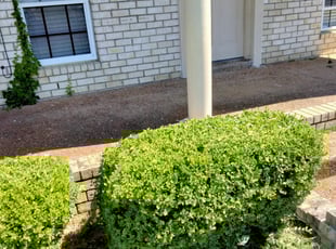 Bush Trimming by Jeremy Partaine for Shantel C. in Memphis, TN