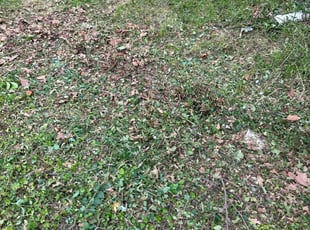 Bush Trimming by Eric Buckner for Mike M. in Saint Ann, MO