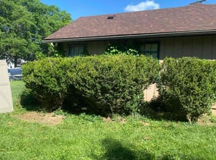 Bush Trimming by Jacquel Johnson for Dianne A. in La Grange, KY