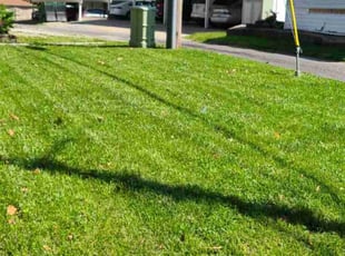 Khamta S.'s Grass Cutting service result