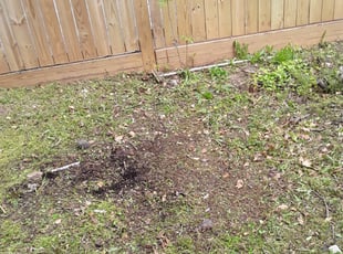Leaf Removal by Michael Holland for Derek F. in Washington, DC