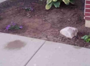 Landscaping by Steve Kaviak for Brittany M. in Indianapolis, IN