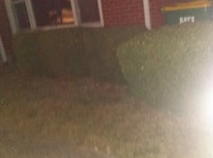 Bush Trimming by Deactivated Account for David K. in Speedway, IN
