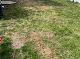 Leaf Removal by Aaron Ford for Chris M. in Commack, NY