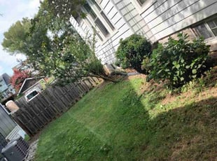 Bush Trimming by Allan Roberts for Christi D. in Washington, DC