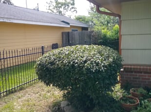 Bush Trimming by Roger Facundo for Devin M. in Houston, TX