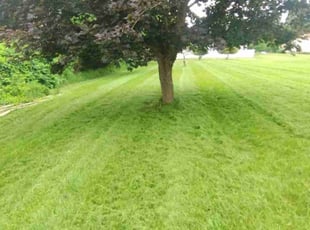 Gaby G.'s Lawn Care service result