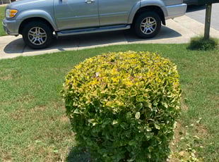 Bush Trimming by Prince Copeland for Kathy W. in Newport News, VA