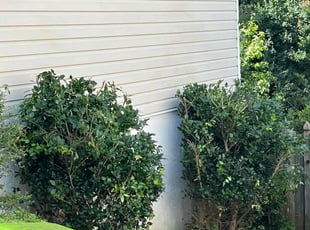 Bush Trimming by Julius Snipes for Kendrick G. in McDonough, GA