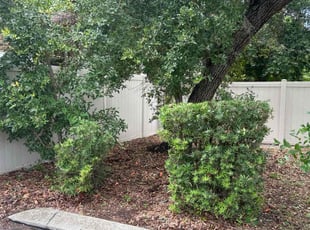 Bush Trimming by Pablo Antonio for Isabella L. in Clearwater, FL