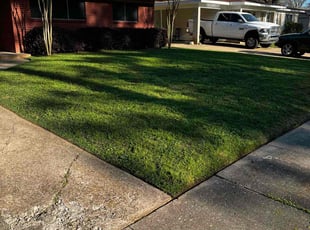 Patrick T.'s Yard Cutting service result