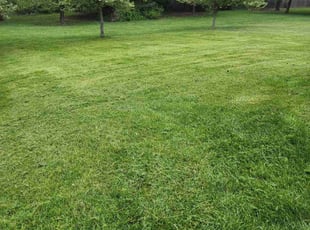 Annie R.'s Lawn Maintenance service result