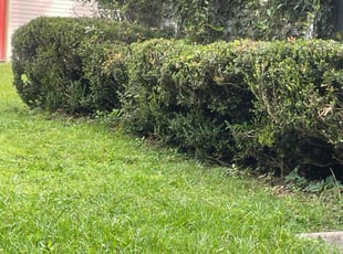 Bush Trimming by Herschell Bradley for Monica H. in Tallahassee, FL