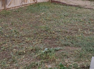 Cleanups by Marsha Fosnight for Dave D. in Thornton, CO