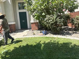 Bush Trimming by Arturo Aguirre for Andrew F. in Modesto, CA