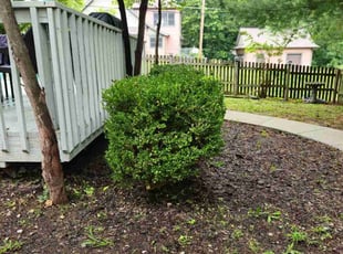 Bush Trimming by Phil Perkins for Lisa H. in Independence, MO