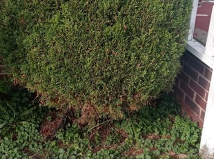 Bush Trimming by Johnathan Higgins for Gladine D. in Akron, OH