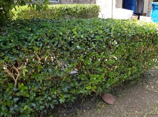 Bush Trimming by Johann Fredericks for William A. in San Antonio, TX